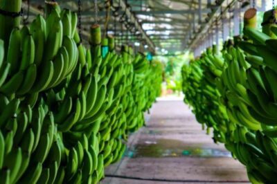 Ecuador y Rusia alcanzan acuerdos cruciales para la exportación de banano