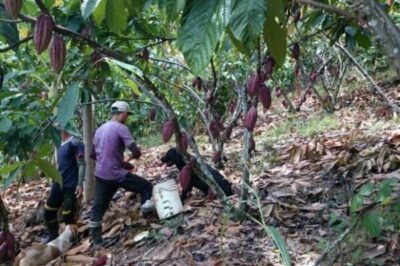 Ecuador ratifica su compromiso con el Reglamento Europeo Sobre Productos Libres de Deforestación (EUDR).