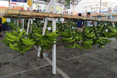 Aumento de precio del verde en depósitos y mercados nacionales