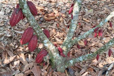 La Herramienta que transforma el clima en oportunidades para los productores de cacao